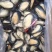 半壳蓝口贝青口贝贻贝黑贝海虹贝淡菜