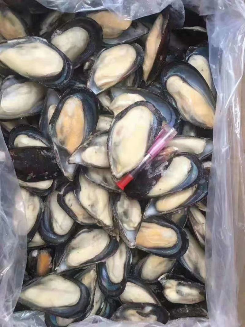 半壳蓝口贝青口贝贻贝黑贝海虹贝淡菜