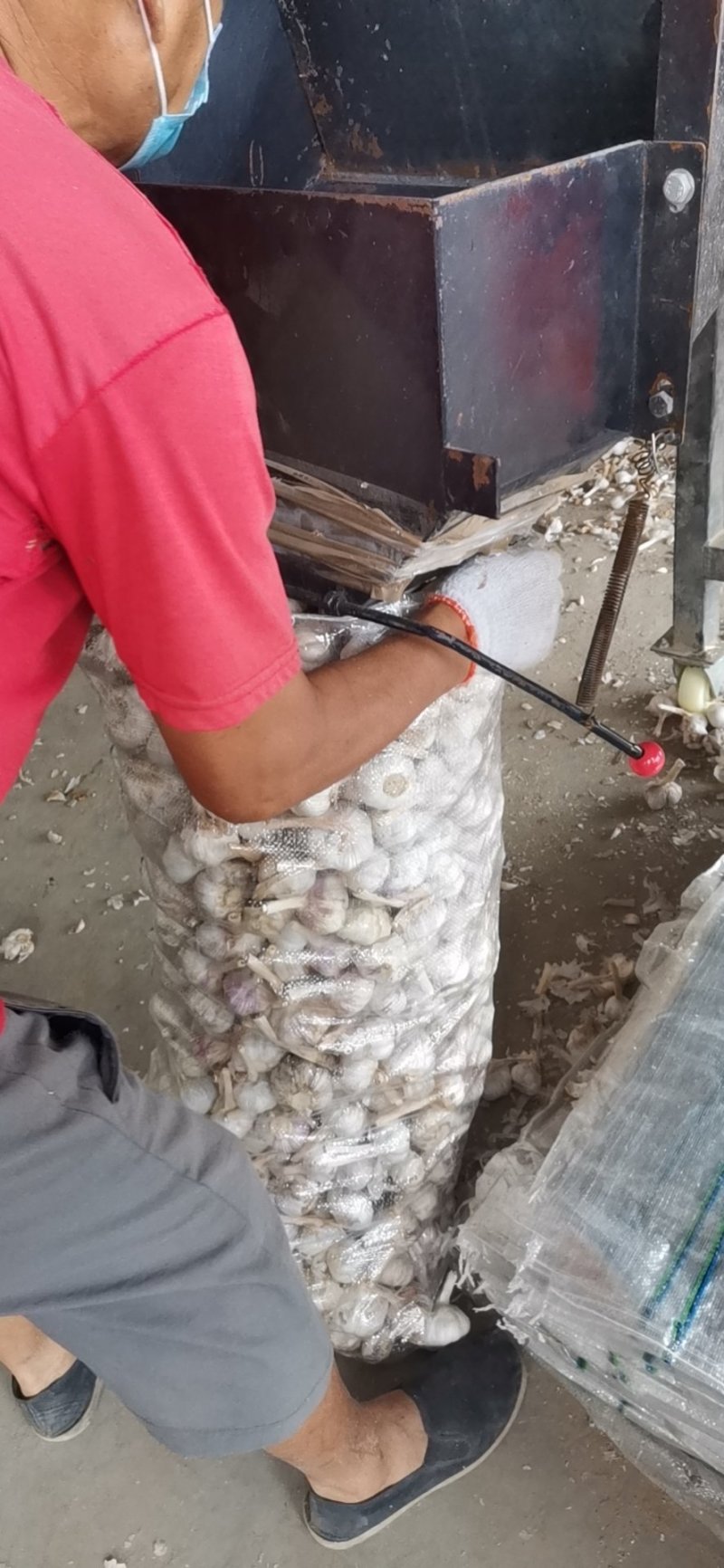 优质大蒜，紫皮大蒜基地直供，农家种植山东精品大蒜