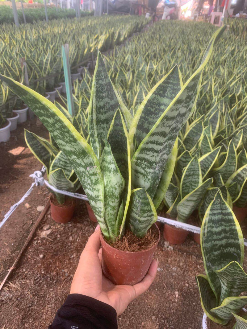 虎皮兰大小规格带盆整箱批发常年供应