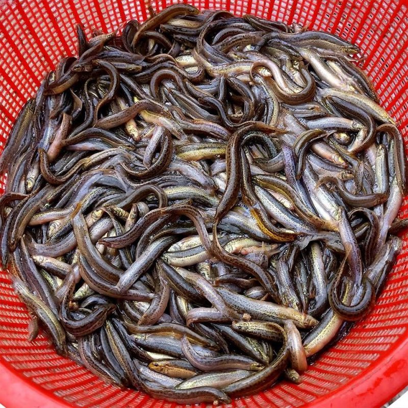 泥鳅苗批发零售，送货上门，品相好，长势快，可技术支持！