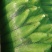 丰县范楼镇金陵花玉米大量上市，