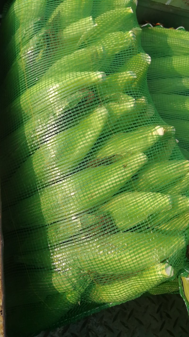 丰县范楼镇金陵花玉米大量上市，