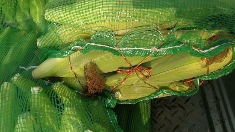 丰县范楼镇金陵花玉米大量上市，