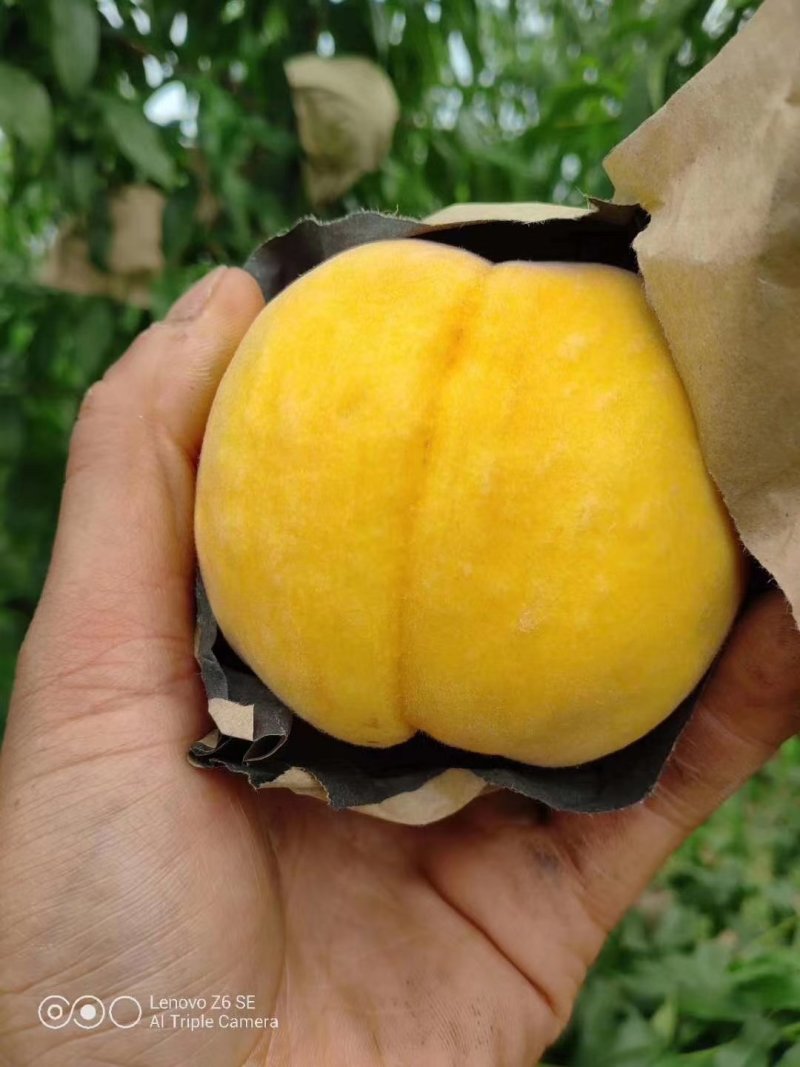 黄金蜜一号