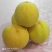 黄金蜜一号