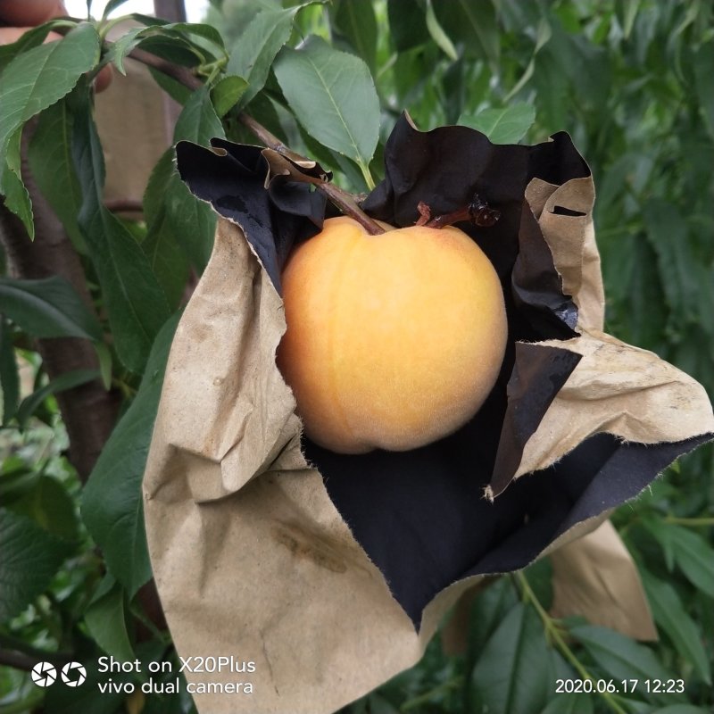 黄金蜜一号