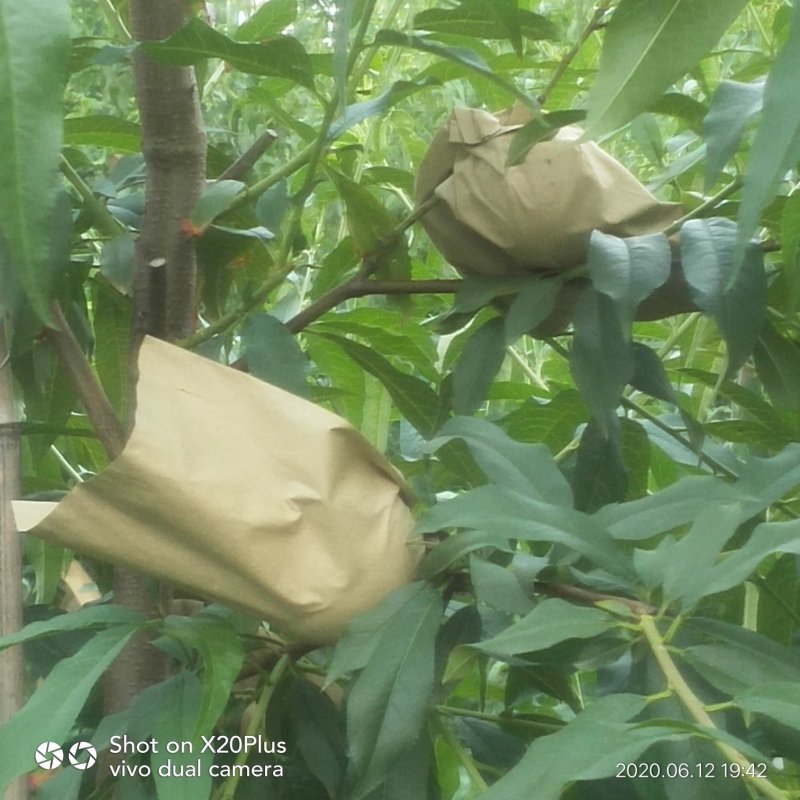黄金蜜一号