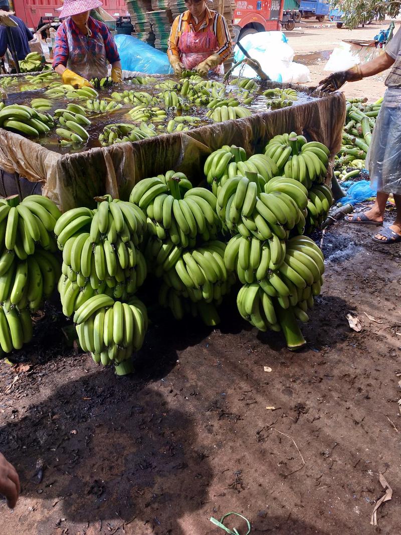 广东省徐闻县优质香蕉全国发货支持视频看货量大从优