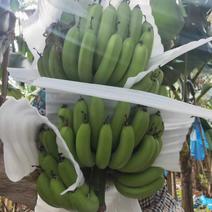 广东省徐闻县优质香蕉全国发货支持视频量大从优