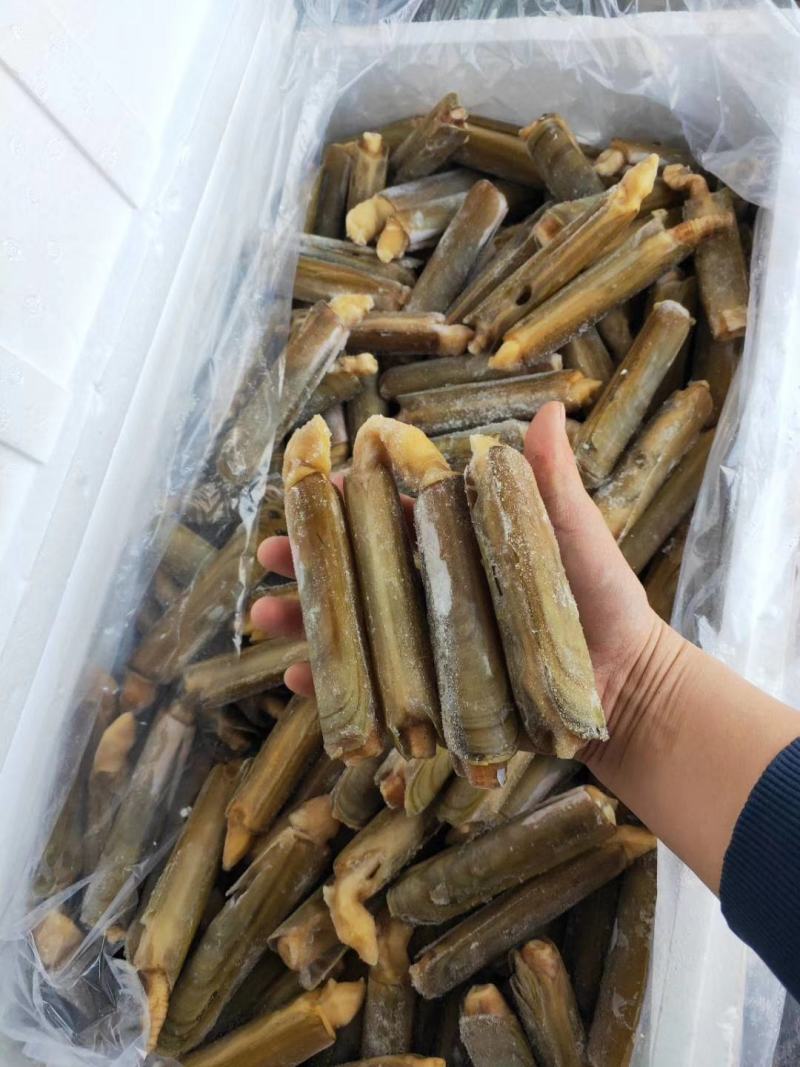 带壳蛏王鲜活速冻蛏王竹蛏子特大蛏子王