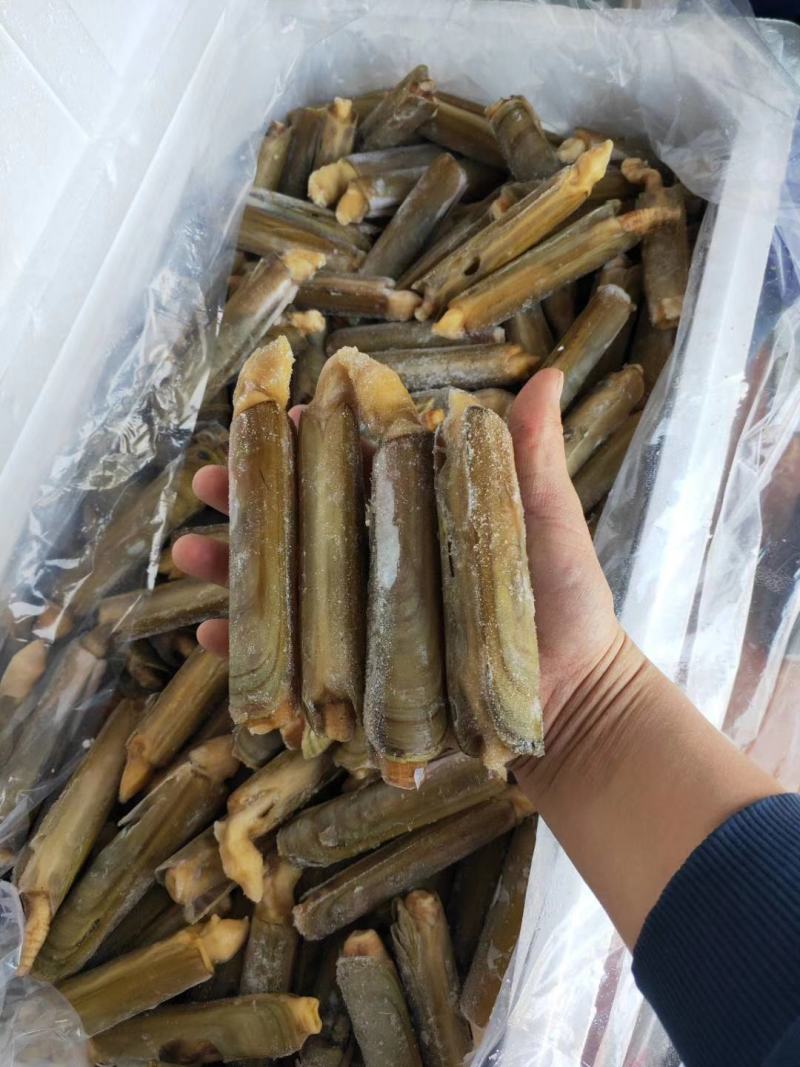 带壳蛏王鲜活速冻蛏王竹蛏子特大蛏子王