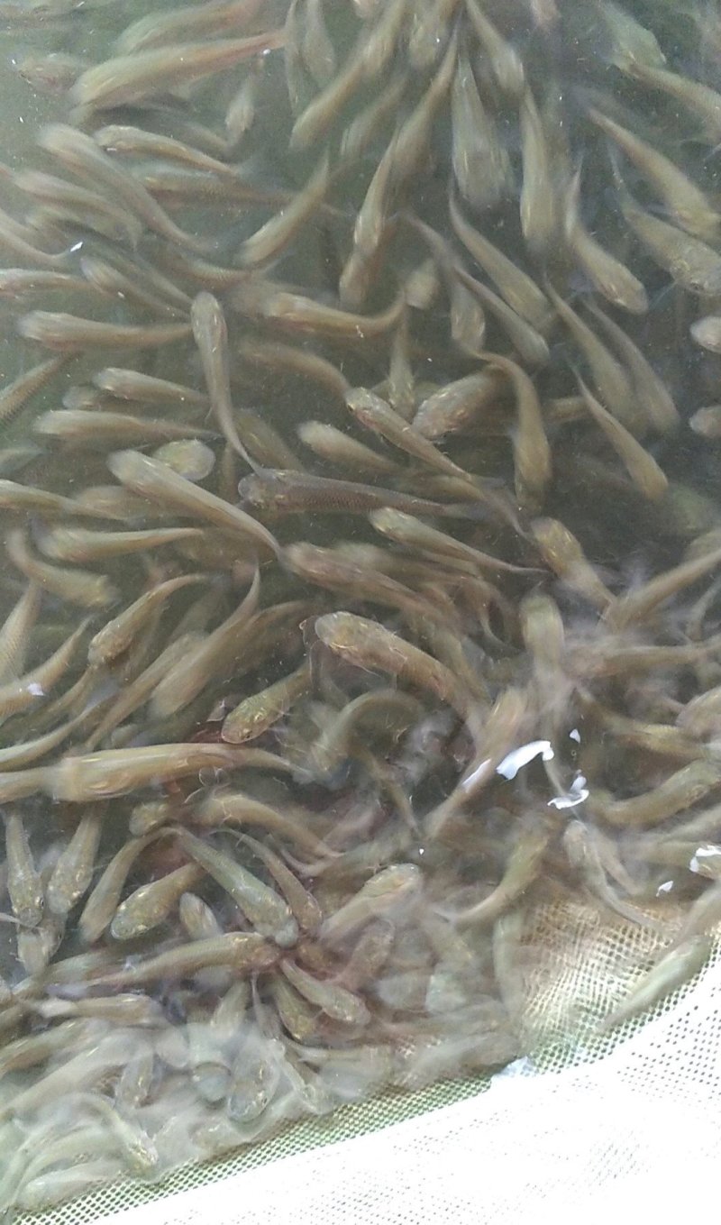 出售青鱼苗(黑鲩)苗，青鱼水花，夏花，寸片