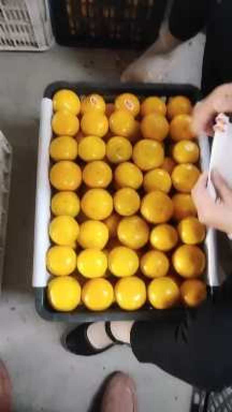 蜜桔柑橘对接市场批发商超，外贸出口，电商平台，不零售