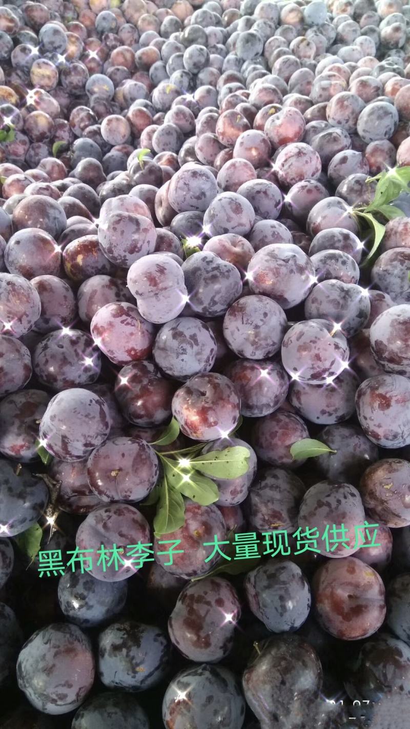 黑布林紫琥珀李子黑总统李子产地直发货量充足
