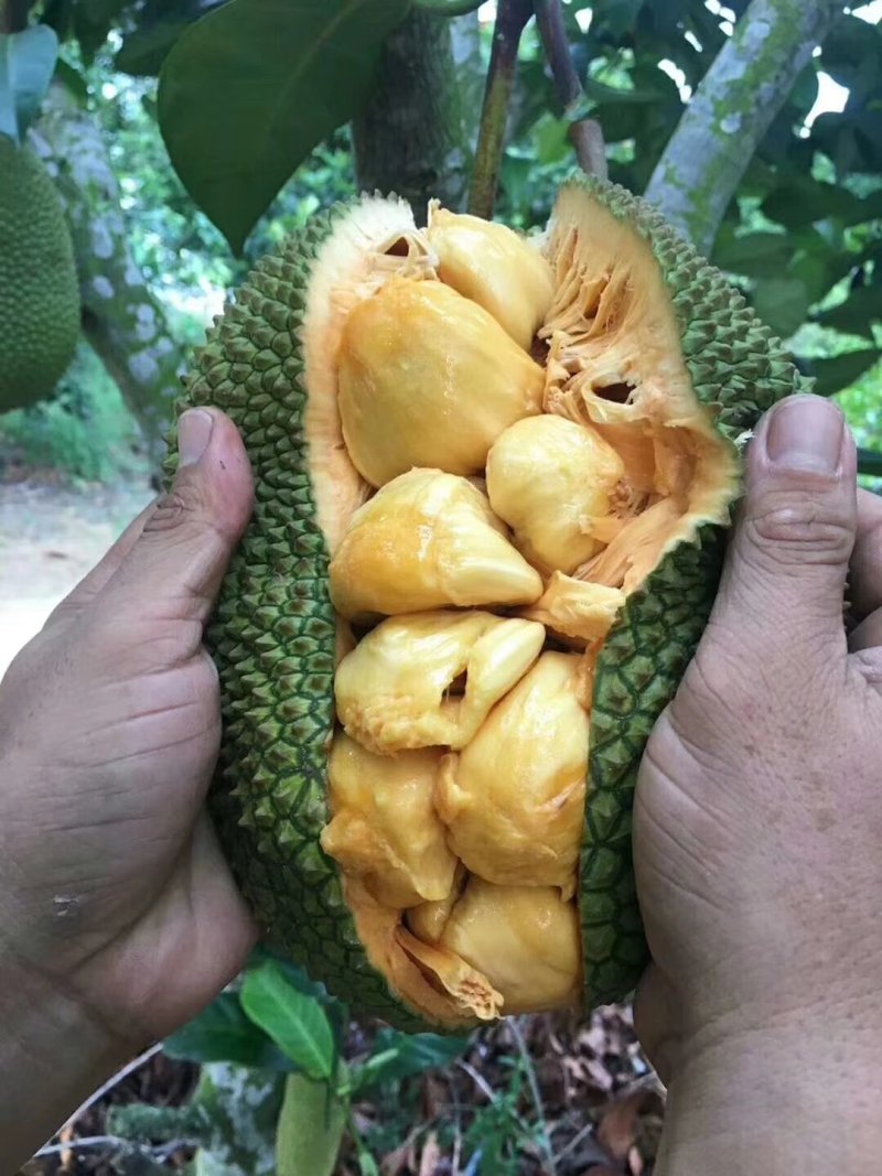 海南榴莲蜜尖蜜拉软糯香甜，整车一件代发，价格实惠果地直发