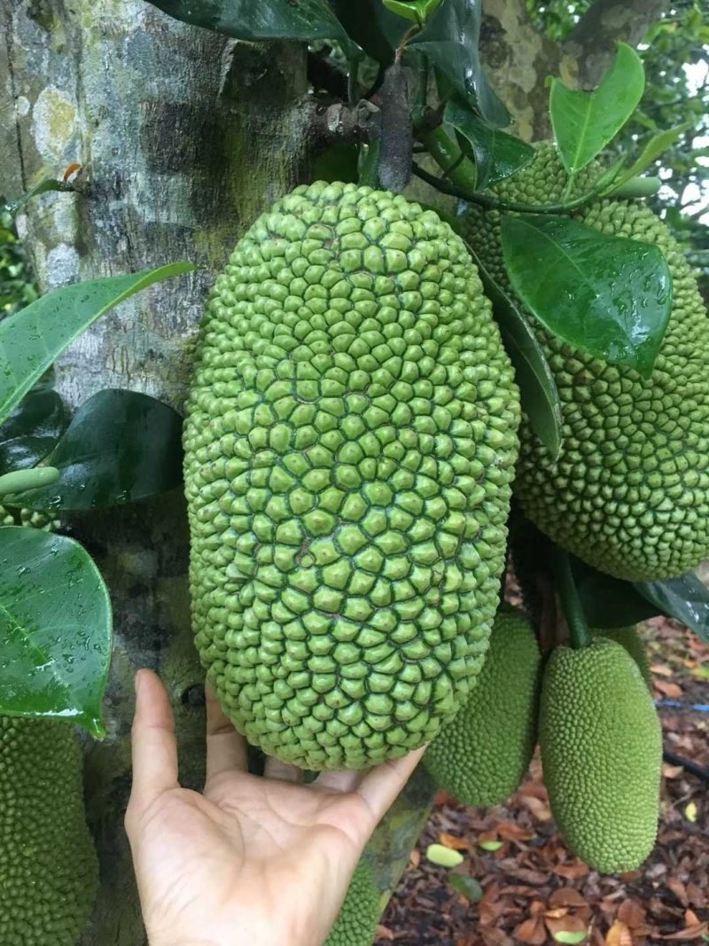 海南榴莲蜜尖蜜拉软糯香甜，整车一件代发，价格实惠果地直发