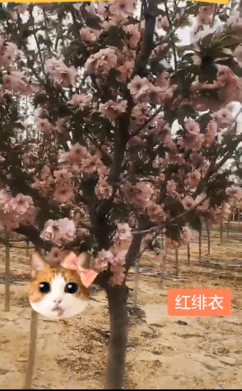 绿樱郁金樱分枝点1.2-1.8米开绿色花的樱花