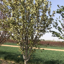 绿樱郁金樱分枝点1.2-1.8米开绿色花的樱花