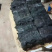 霞浦海带海菜海蔬菜海产品海带干水产初开工