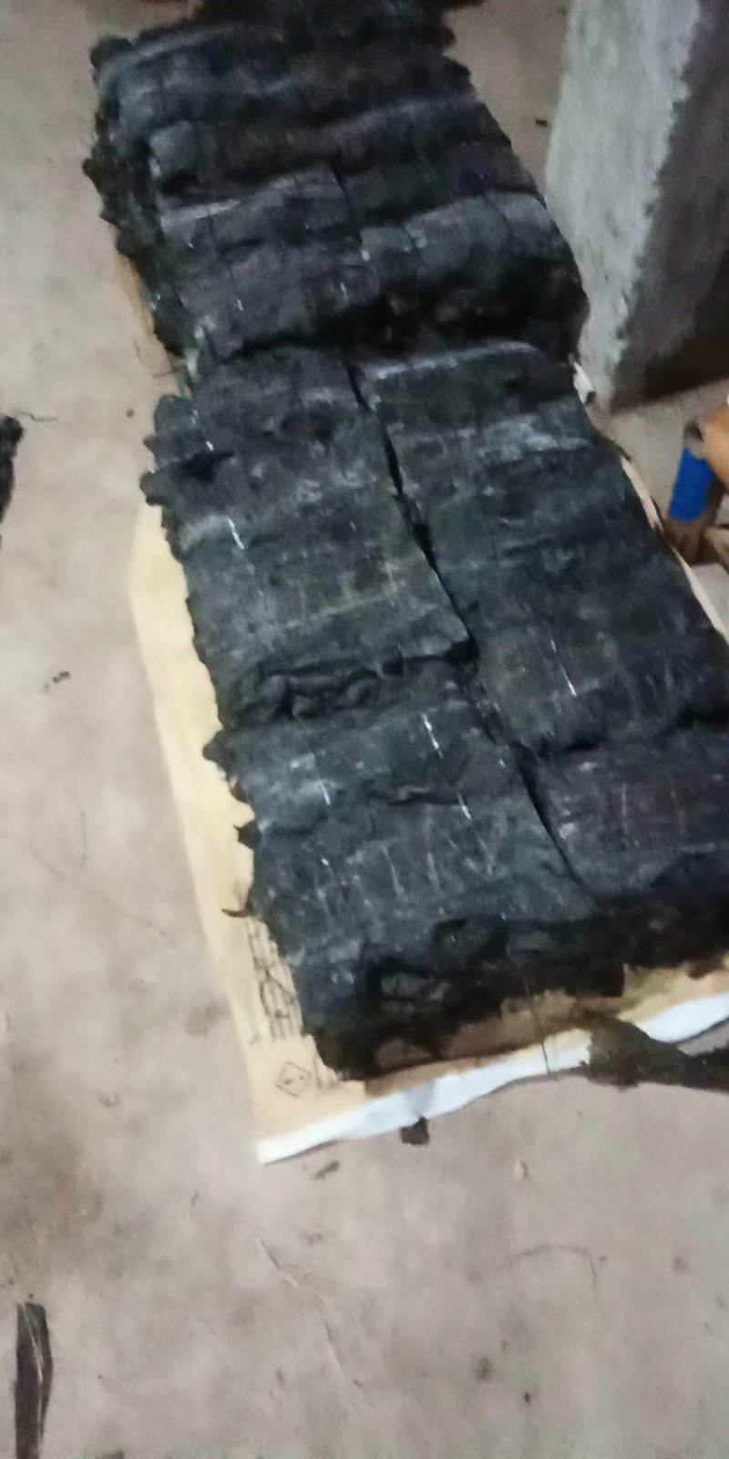 霞浦海带海菜海蔬菜海产品海带干水产初开工
