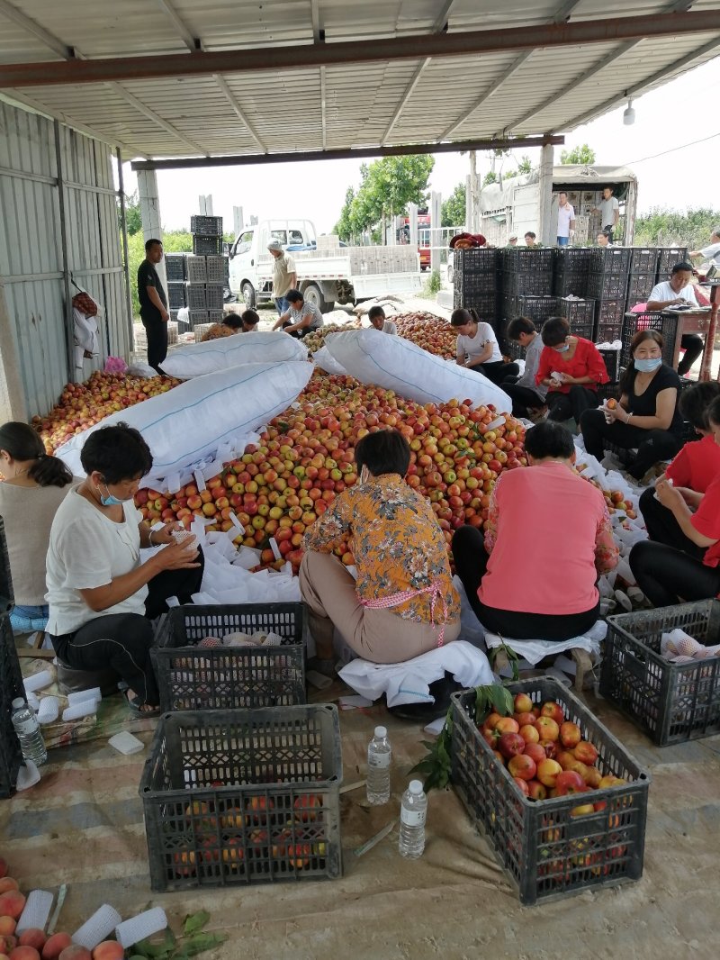 万亩油桃、毛桃产区。大量供应……