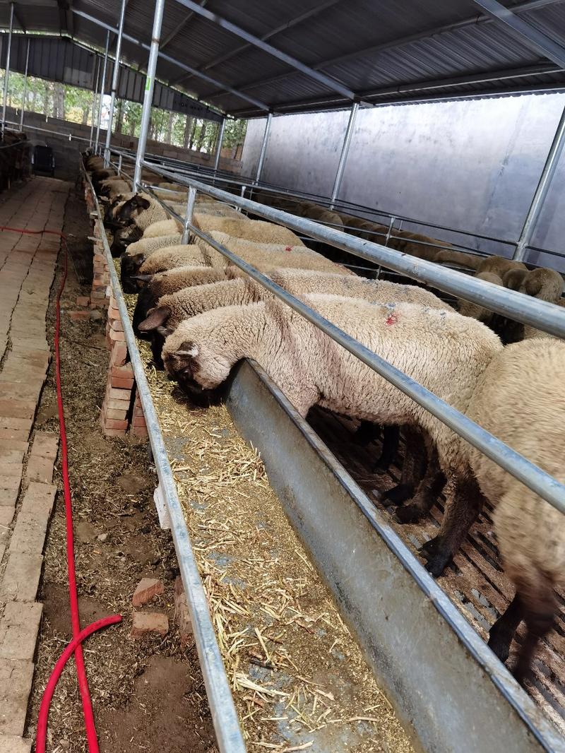 萨福克羊活羊可视频挑选线上交易安全有保障