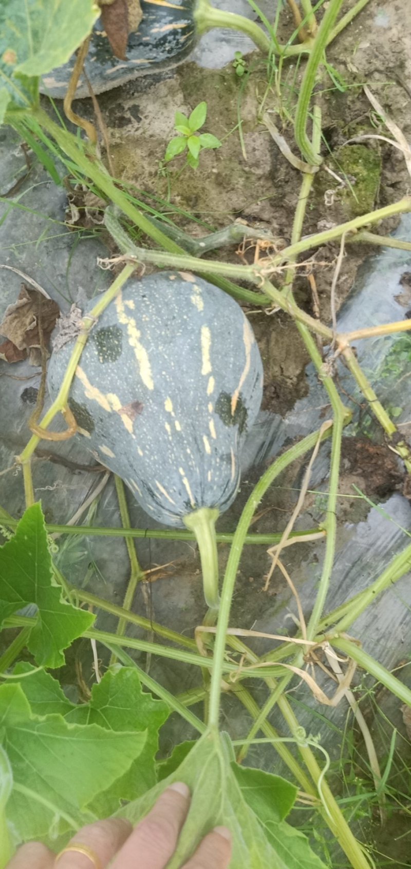 香芋南瓜，二季瓜马上上市了。