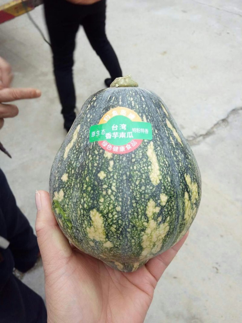 香芋南瓜，二季瓜马上上市了。