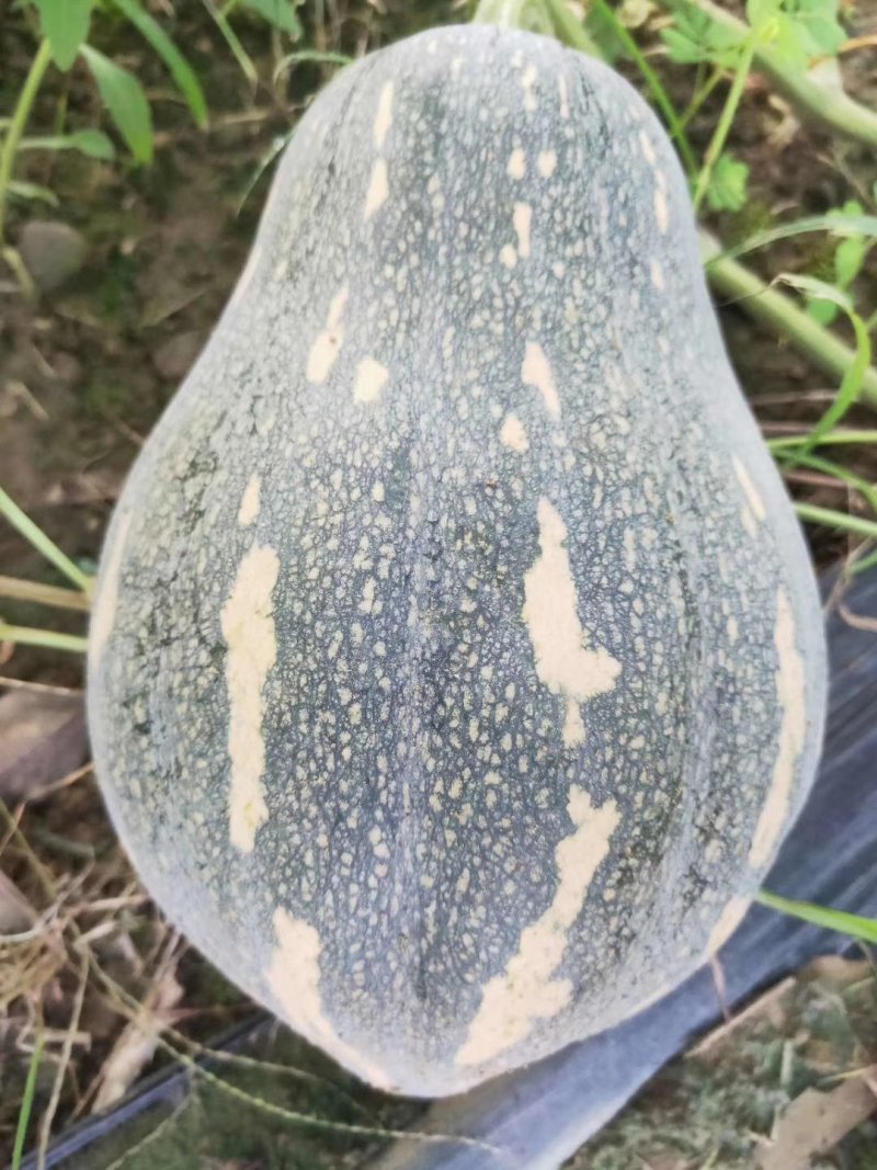 香芋南瓜，二季瓜马上上市了。