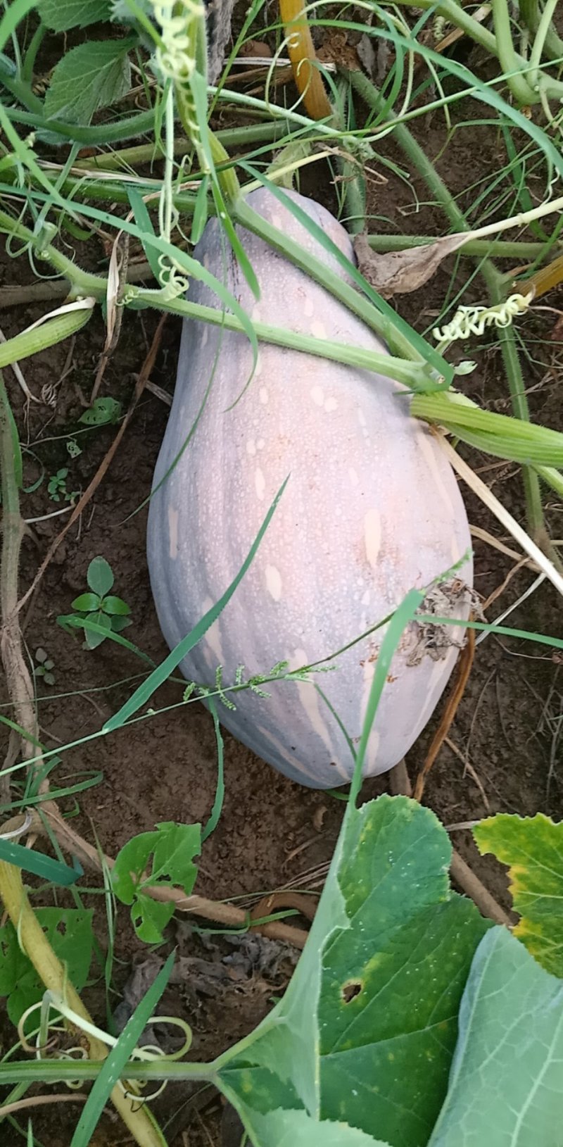 香芋南瓜，二季瓜马上上市了。