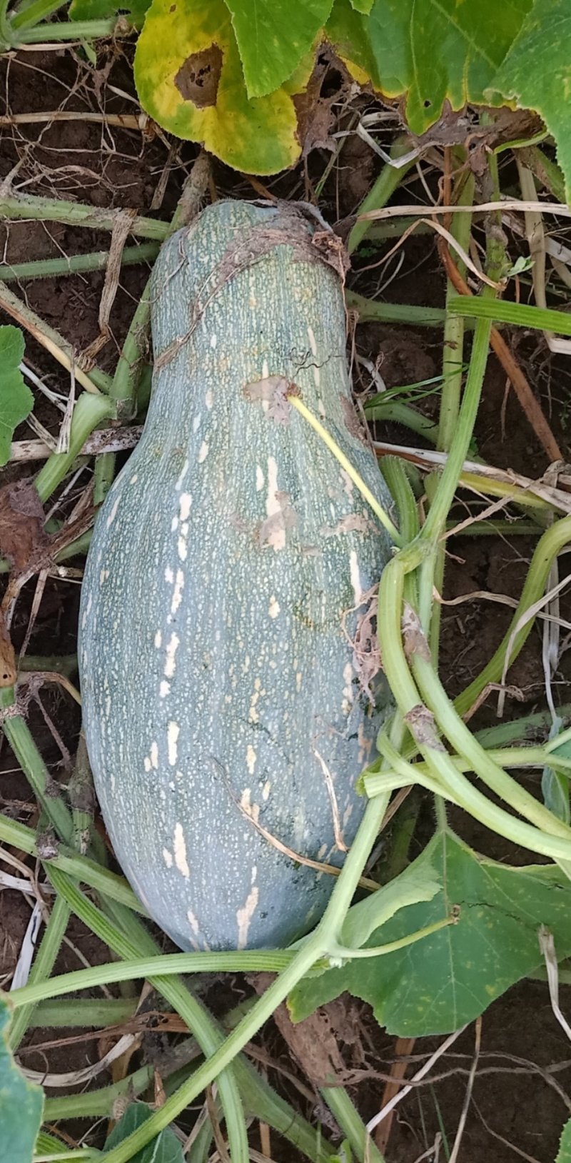 香芋南瓜，二季瓜马上上市了。