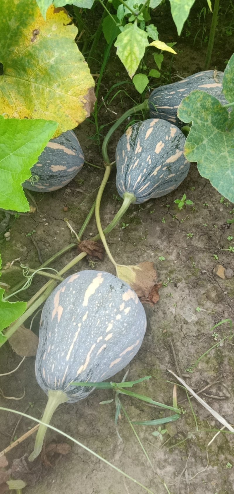 香芋南瓜，二季瓜马上上市了。