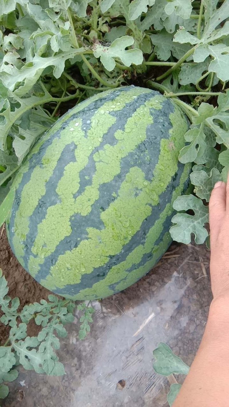 陕西陆地甜王西瓜大量上市，货源充足，价格美丽，