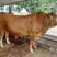 鲁西黄牛买10头送一头价格优惠提供技术全国免运费