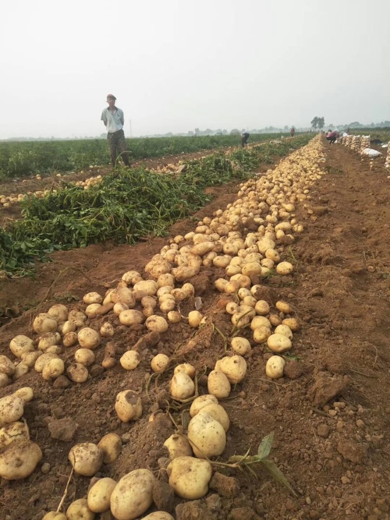 辽宁绥中土豆大量上市了个大皮毛亮暑型正大量供应产地直发