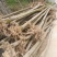 杜仲树5.6.7.8公分裸根2.8截头产地直销价格优