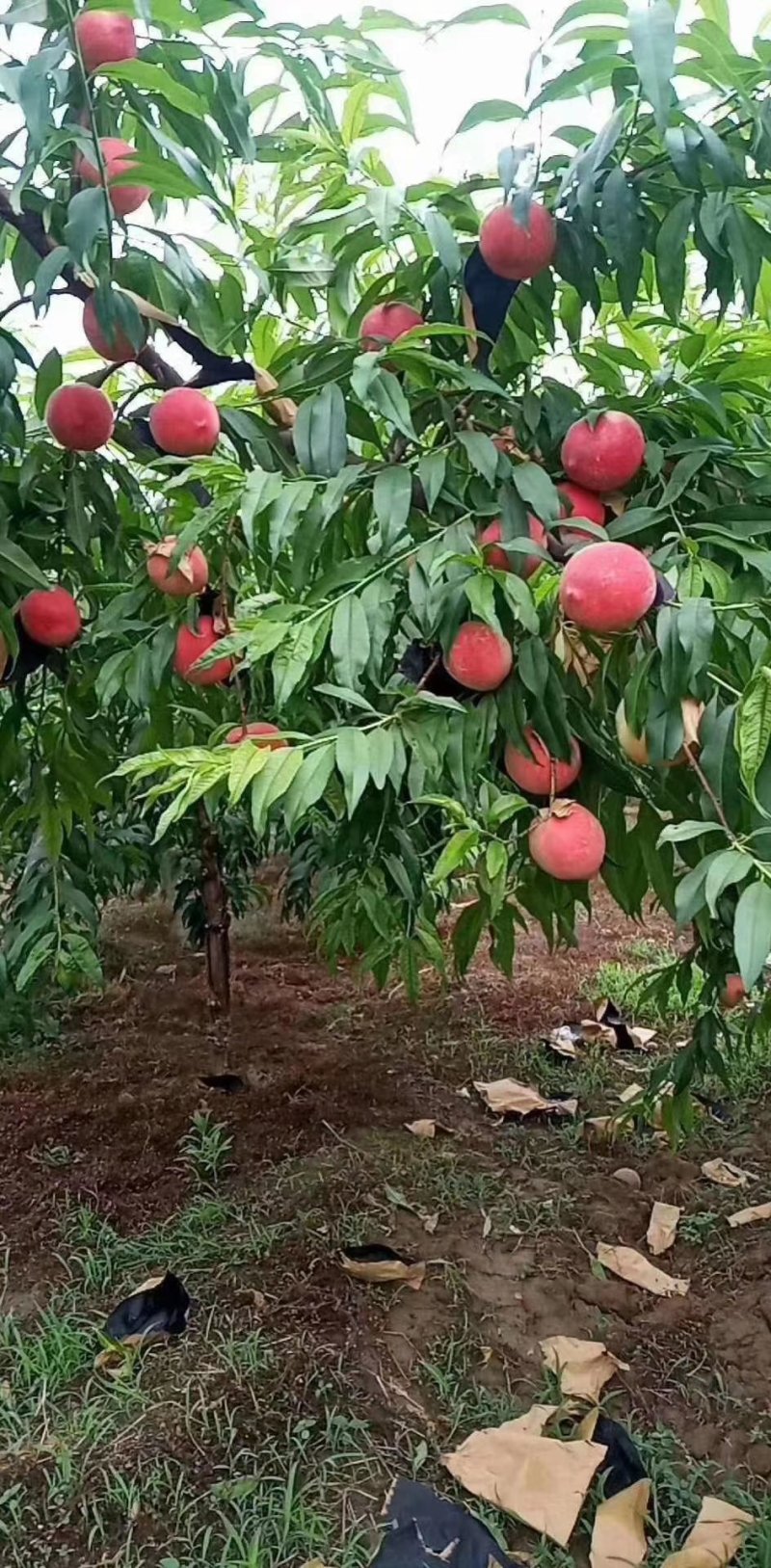 沙红桃大量上市，突围水蜜桃尾声