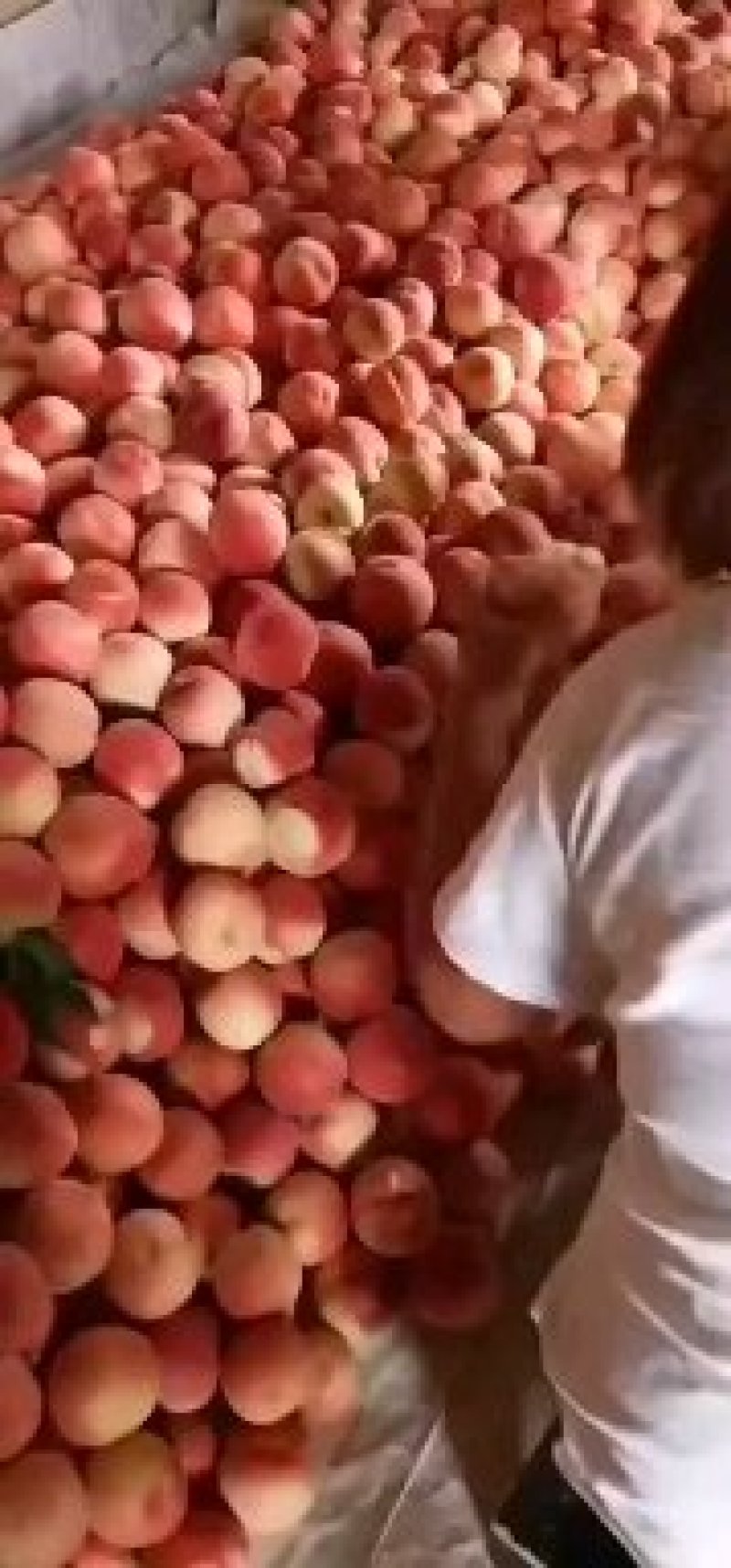沙红桃大量上市，突围水蜜桃尾声
