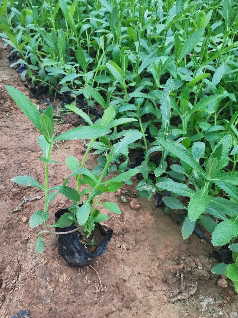 马鞭草山东青州种植基地品种多规格全欢迎选购