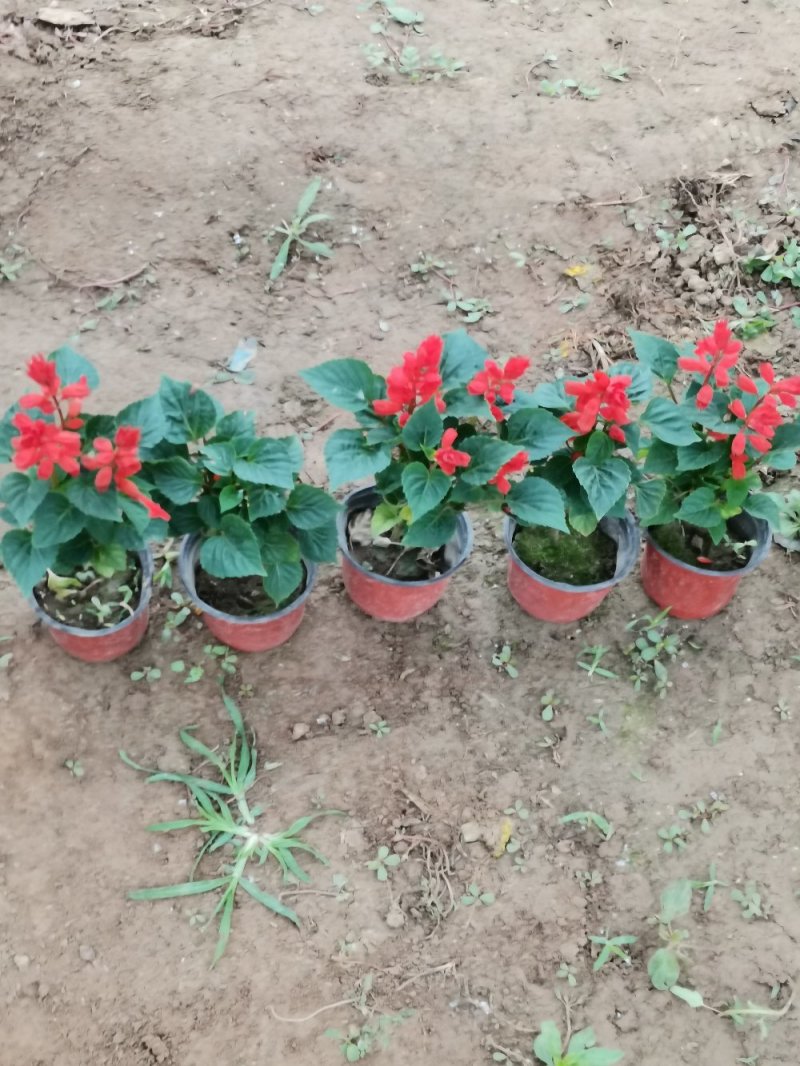 一串红双色盆，营养杯大量现货基地直销绿化工程花海打造