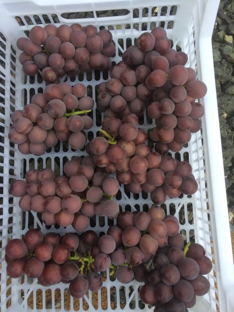 浙江慈溪甬优一号精品葡萄巨峰葡萄,大量供货，价格实惠