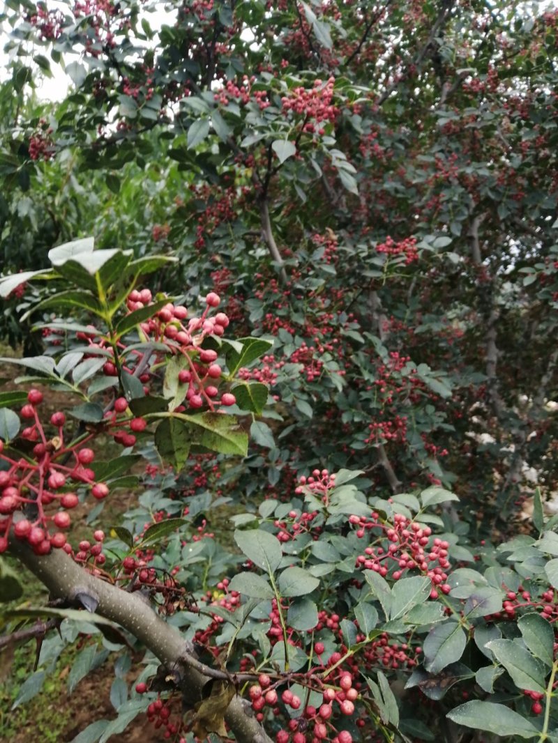 鲜花椒已经上市