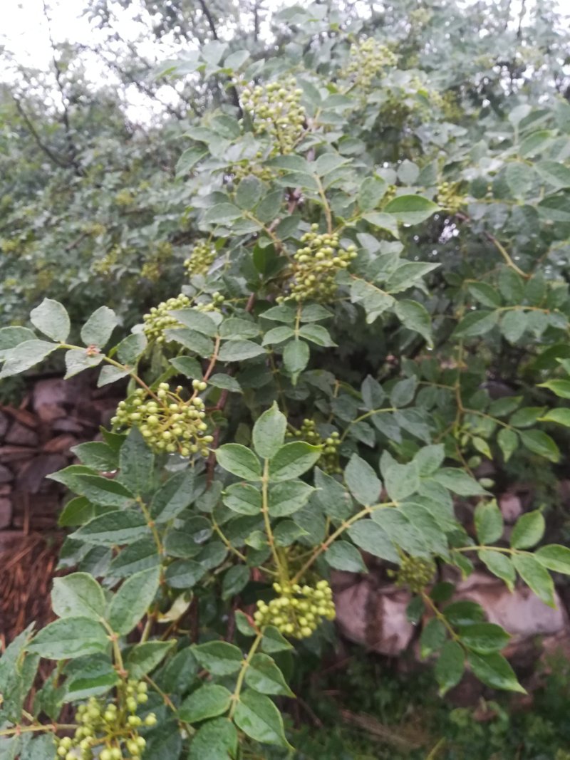 鲜花椒已经上市