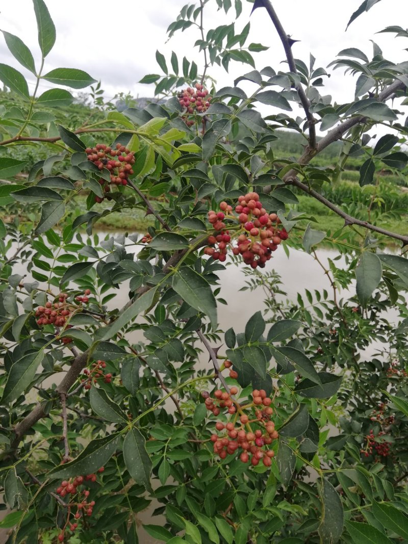 鲜花椒已经上市