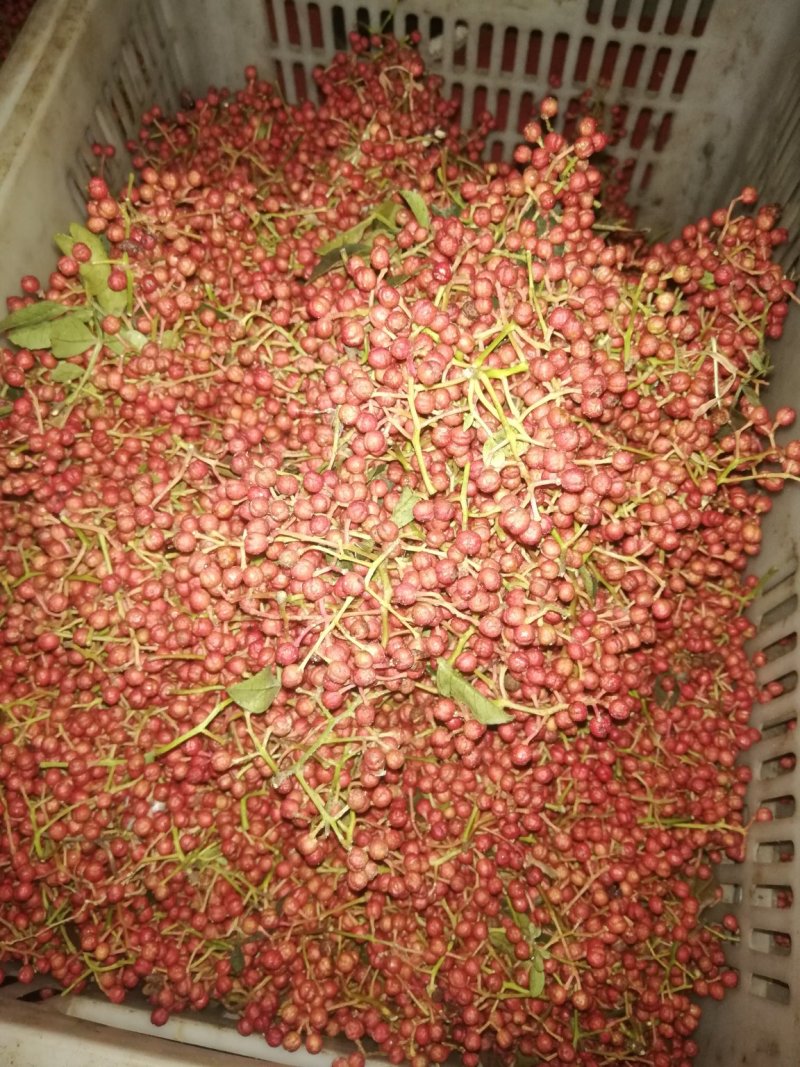 鲜花椒已经上市