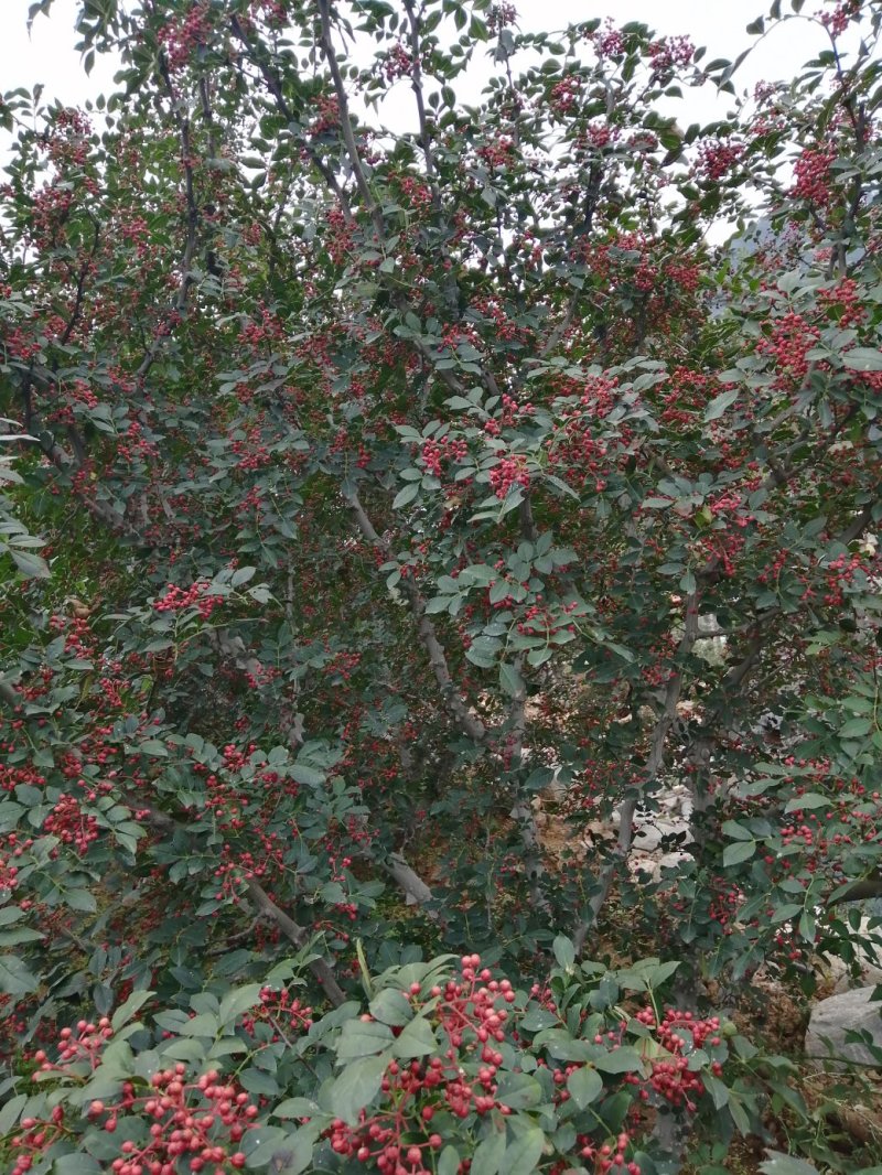 鲜花椒已经上市