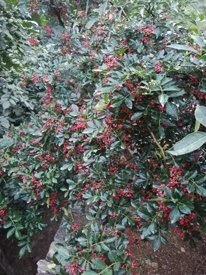鲜花椒已经上市