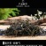 云南茶叶直销普洱茶生茶散茶头春古树大叶种晒青毛料