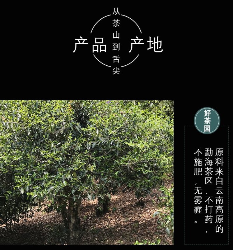 云南茶叶直销普洱茶生茶散茶头春古树大叶种晒青毛料